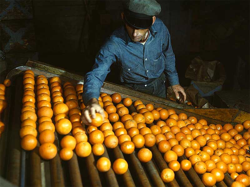 Fruit vendor sorting oranges